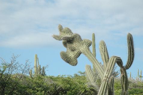20060119144833   Mutant cactus